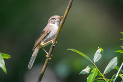 Phylloscopus schwarzi