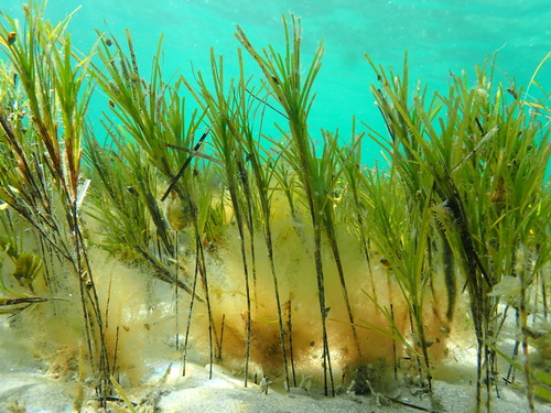 Zostera chilensis