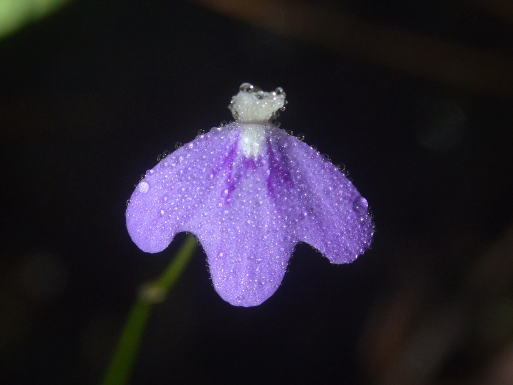 Utricularia disjuncta R.W.Jobson & Baleeiro