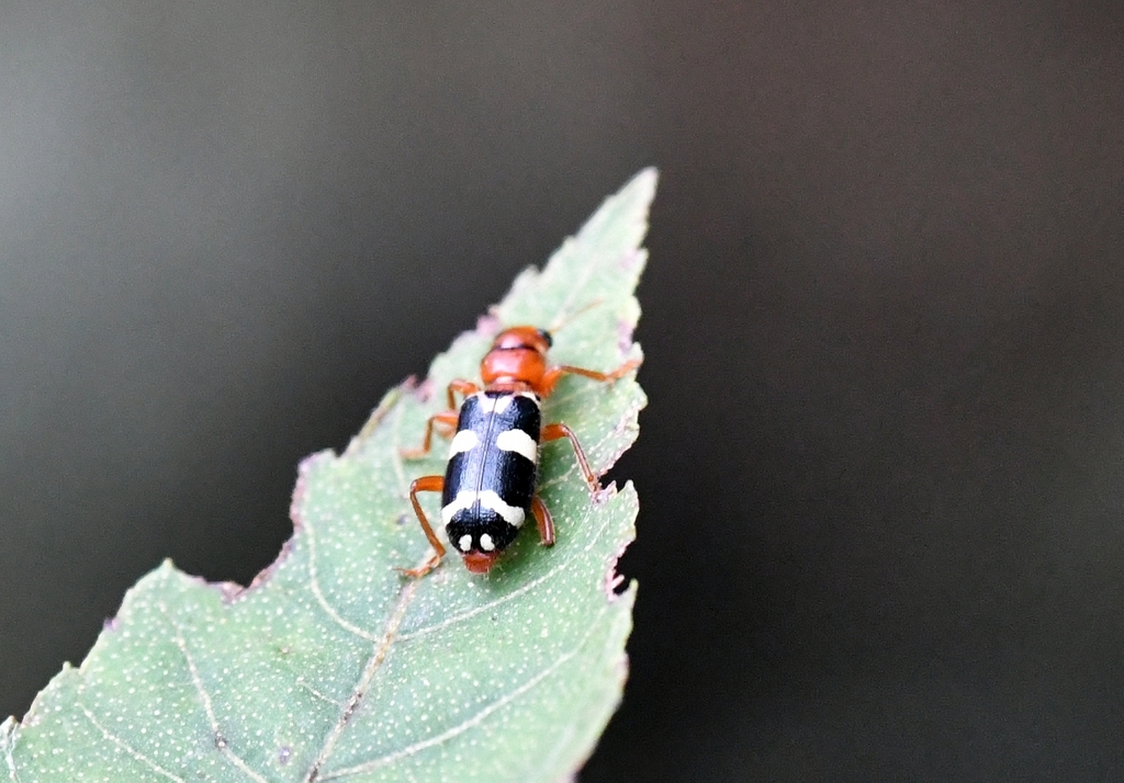 Enoclerus varius