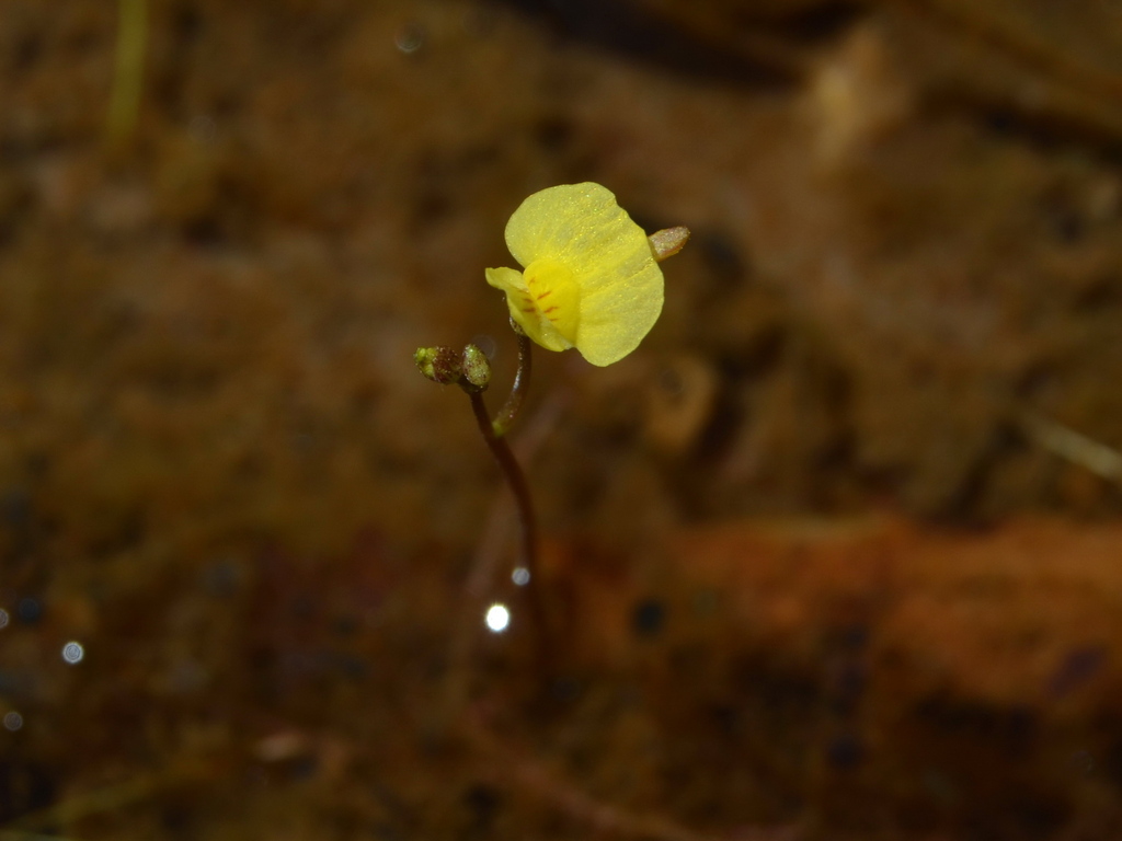 Utricularia adamsii R.W.Jobson & Davies-Colley