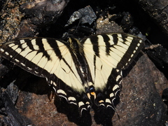 Papilio canadensis