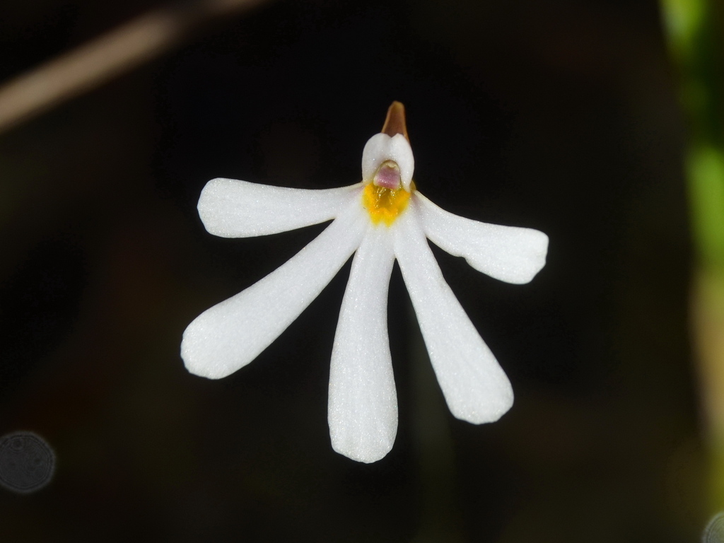 Utricularia holtzei F.Muell. 2