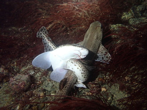 Dogfish (Scyliorhinus canicula) — Scyliorhinidae — 2