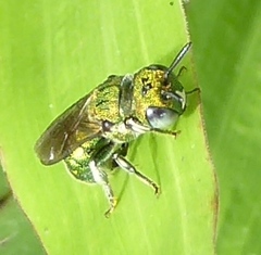 Ceratina smaragdula