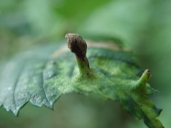 Tetraneura