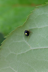 Theridula