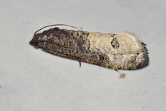 Ecdytolopha