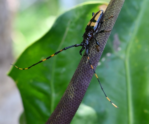 Dendrobias mandibularis