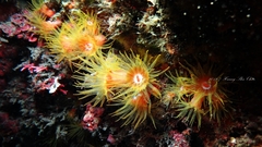 Cladopsammia gracilis