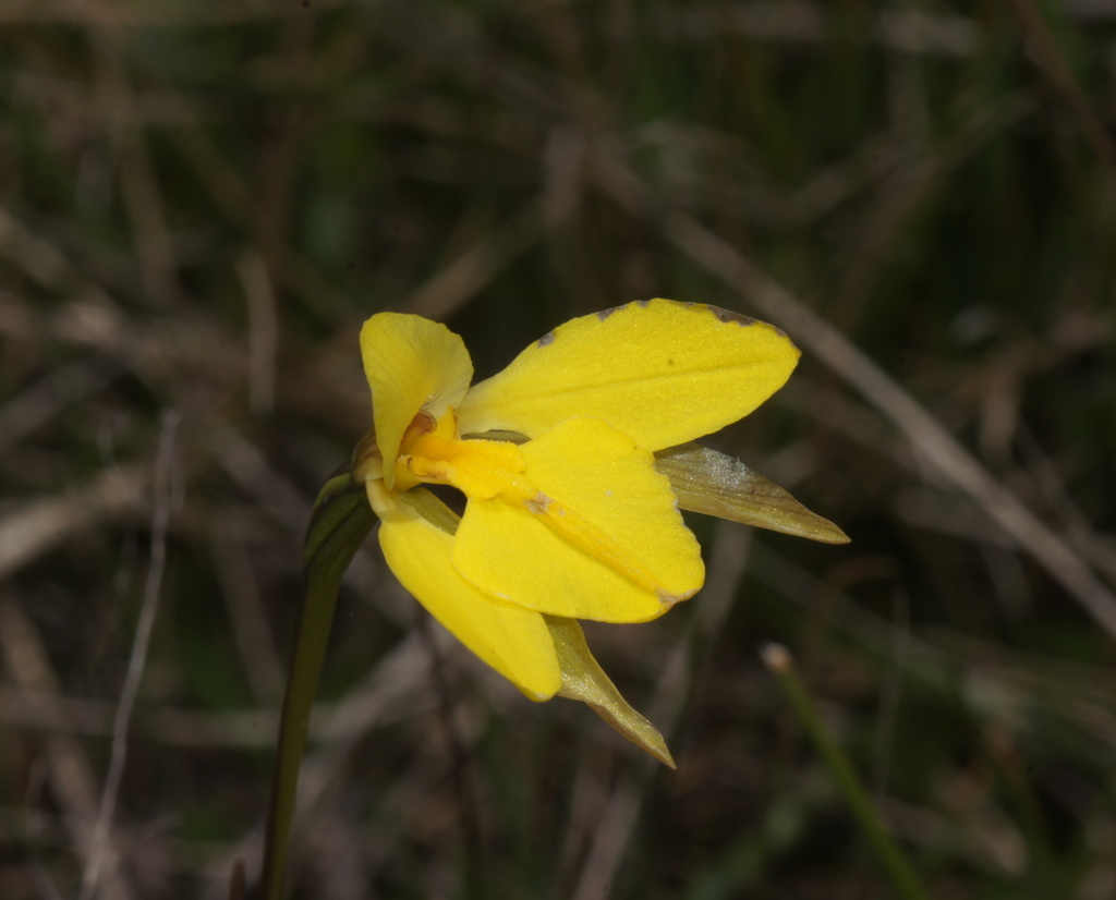 Diuris subalpina