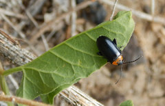 Disonycha triangularis
