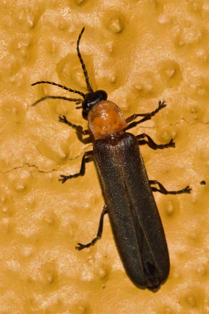 Photinus leobonillai