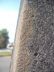 Protoblastenia rupestris