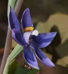Thelymitra alpina