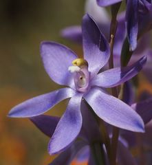 Thelymitra alpina