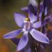 Mountain Sun Orchid - Photo (c) Reiner Richter, some rights reserved (CC BY-NC-SA), uploaded by Reiner Richter