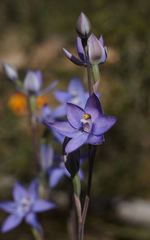 Thelymitra alpina