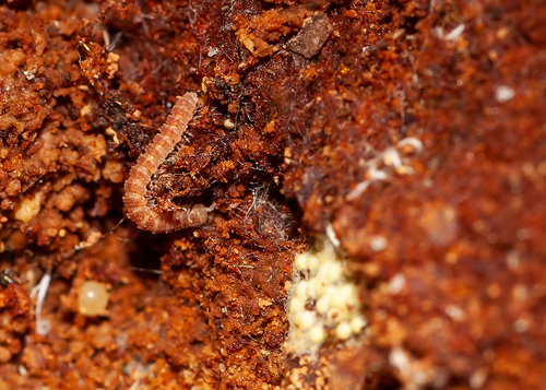 Pyrgodesmidae