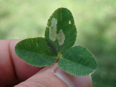 Liriomyza fricki