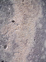 Protoblastenia rupestris