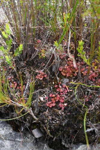 Drosera monticola