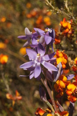 Thelymitra alpina