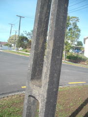 Protoblastenia rupestris