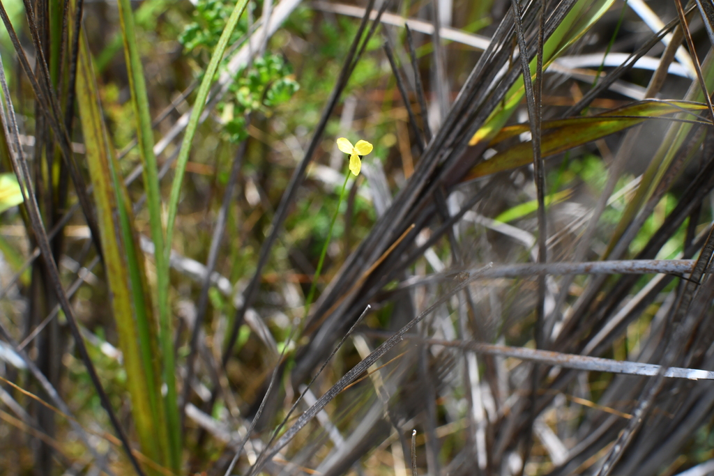 Xyris exilis (Xyris exilis)