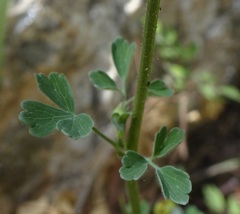 Aquilegia desertorum