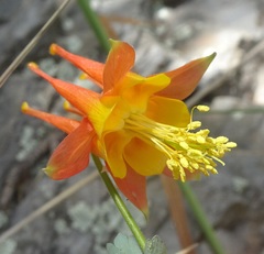 Aquilegia desertorum
