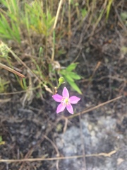 Phemeranthus rugospermus