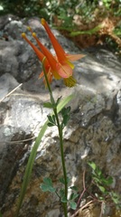 Aquilegia desertorum