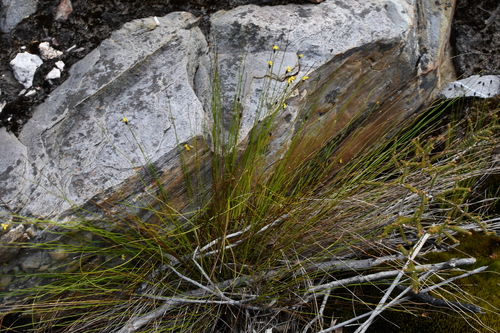 Stirling Range Xyris (Xyris exilis)
