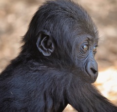 Gorilla gorilla