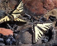 Papilio canadensis