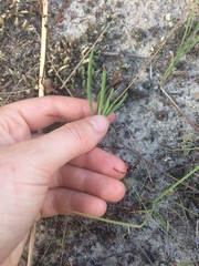 Phemeranthus rugospermus