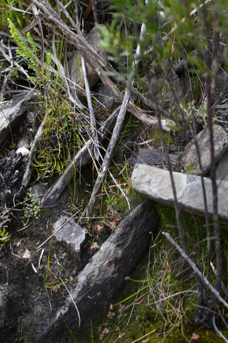 Image of Grass Fern (Schizaea rupestris) by (c) Em Lamond, some rights reserved (CC BY)