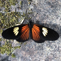 Castilia perilla