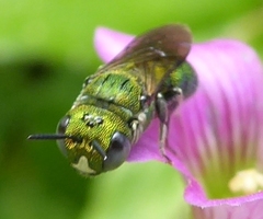 Ceratina smaragdula