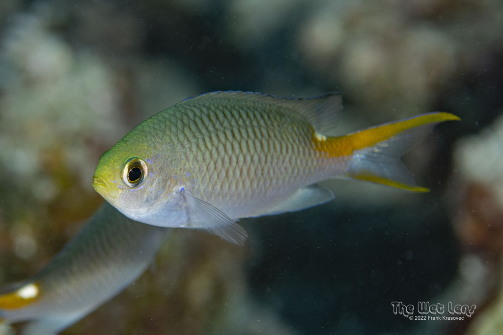 Miry's Damselfish