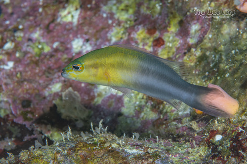 Pseudochromis dixurus observed 2022-10-16