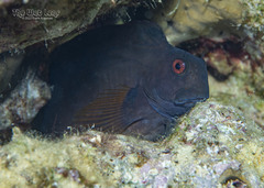 Black Blenny photo 1