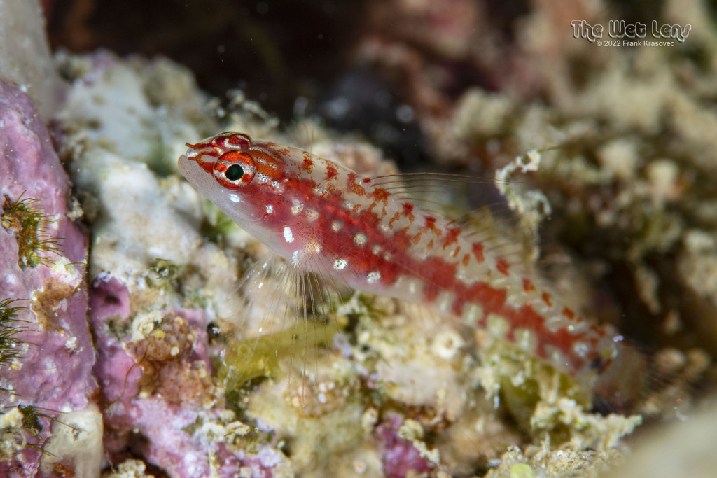 Red Sea Dwarfgoby