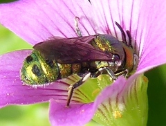 Ceratina smaragdula