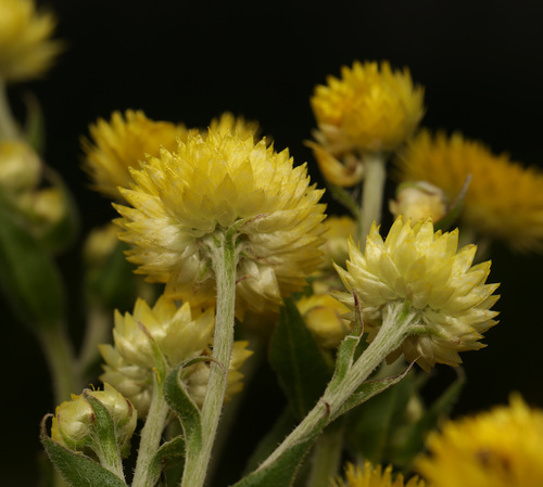 Image of Helichrysum ruderale by (c) Wynand Uys, some rights reserved (CC BY)
