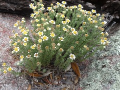 Perityle coronopifolia