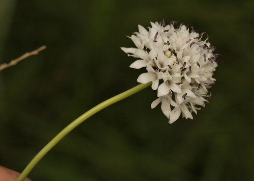 Cephalaria oblongifolia (Cephalaria oblongifolia)