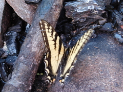 Papilio canadensis