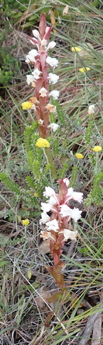 Image of Satyrium acuminatum by (c) Nicola van Berkel, some rights reserved (CC BY-SA)